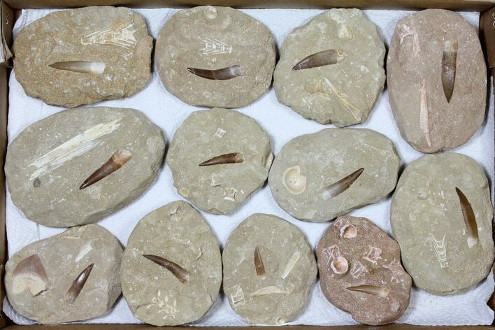 Lot: Real Fossil Plesiosaur Teeth In Matrix - Pieces #119622